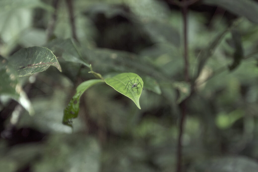 Parque Nacional Yasuní