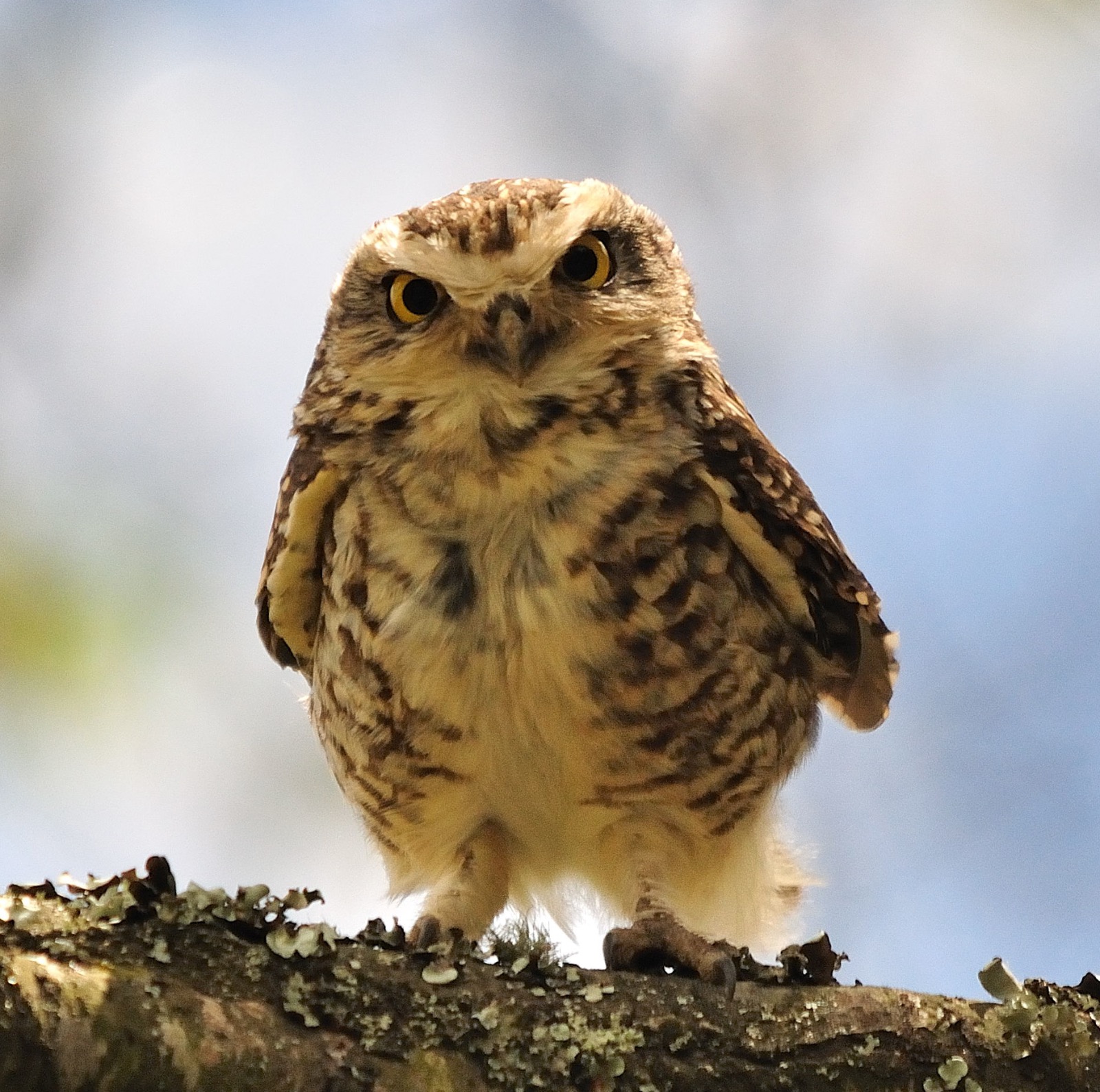 Ruta de las aves kuri pishcu, Buho Terrestre. Cortesía del biólogo Adrian Soria