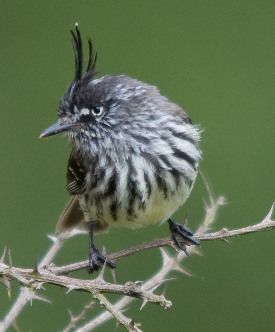 Ruta de las aves kuri pishcu, pájaro cachudito. Cortesía del biólogo Adrian Soria