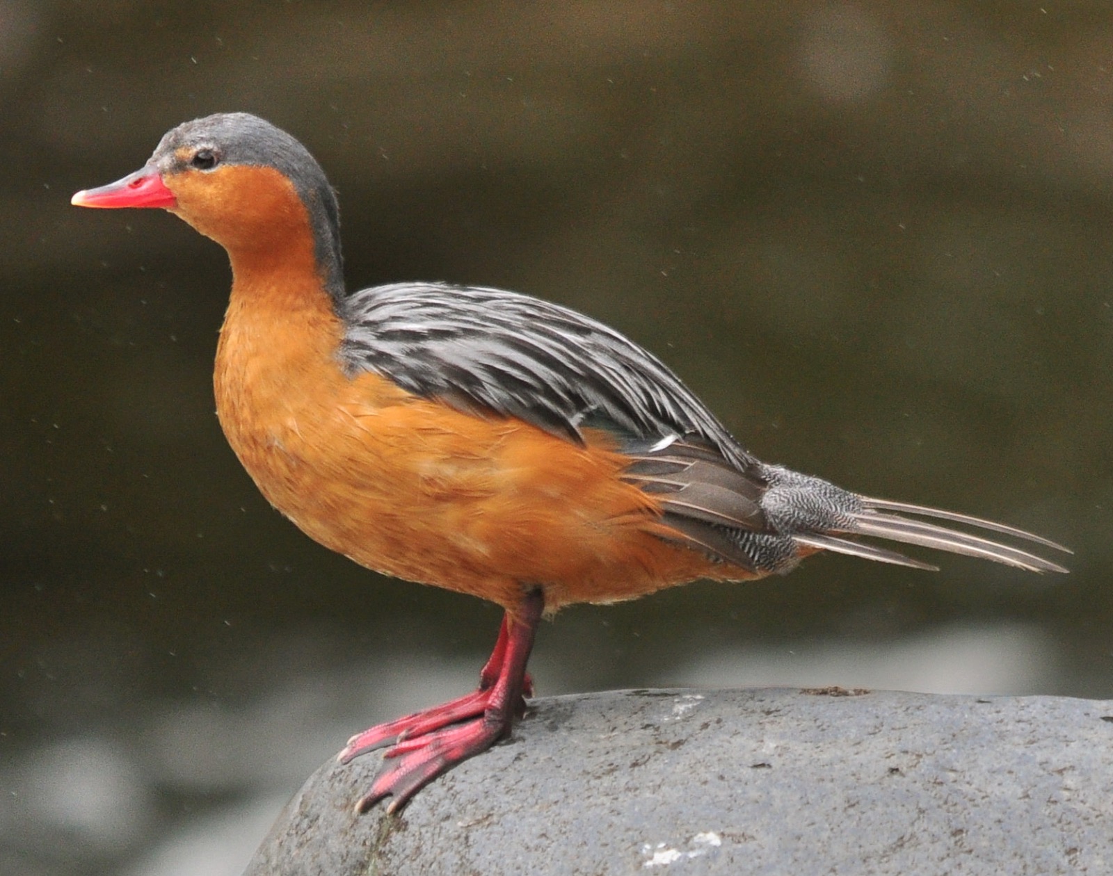 Ruta de las aves kuri pishcu, pato torrente hembra. Cortesía del biólogo Adrian Soria