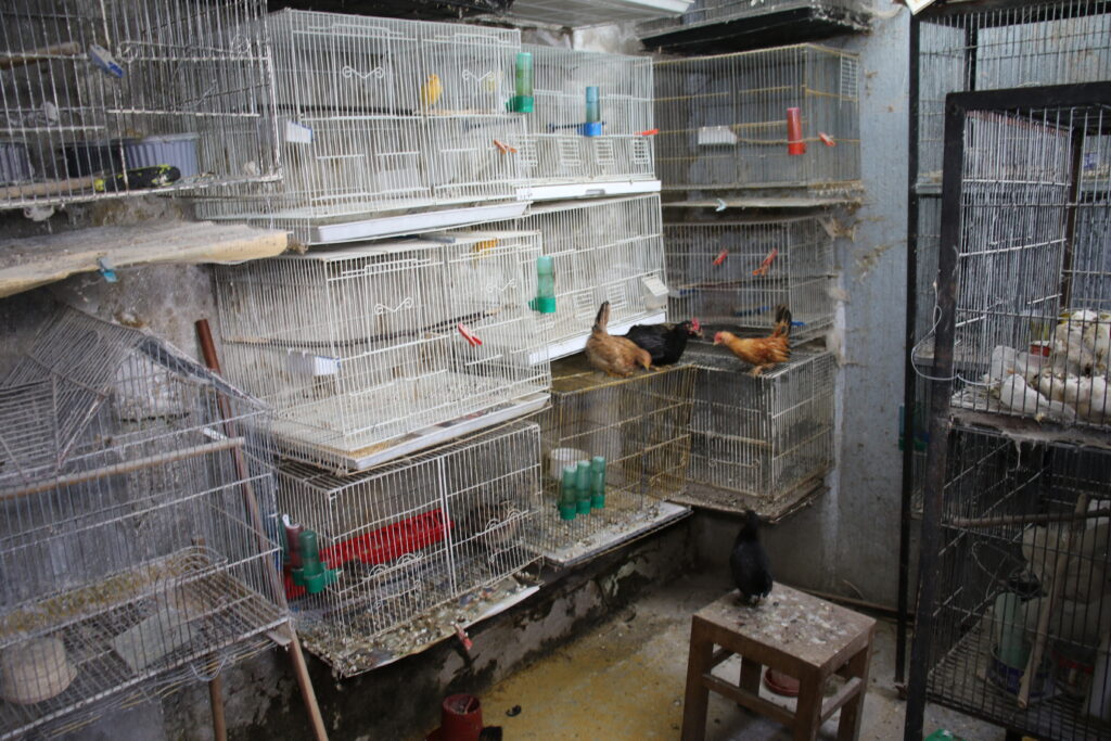 Especímenes retenidos en operativo en Quito