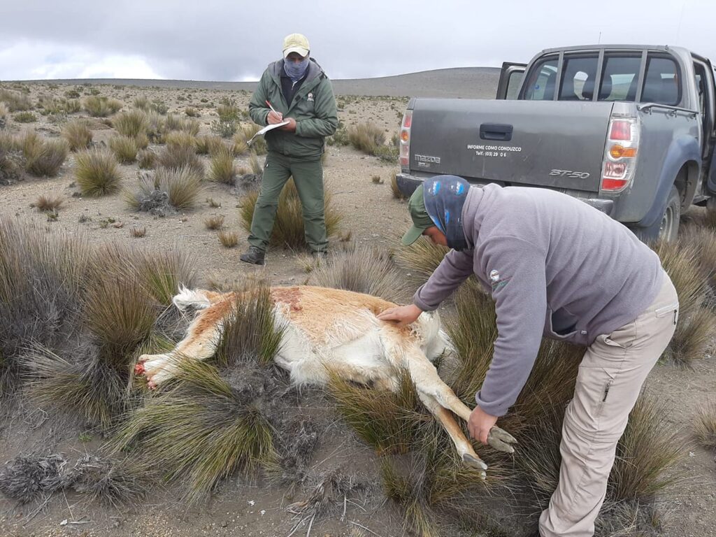 Cortesía Maate Vicuñas Chimborazo