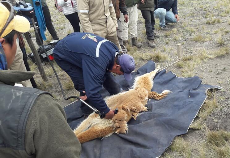 Cortesía Maate (3) vicuñas Chimborazo