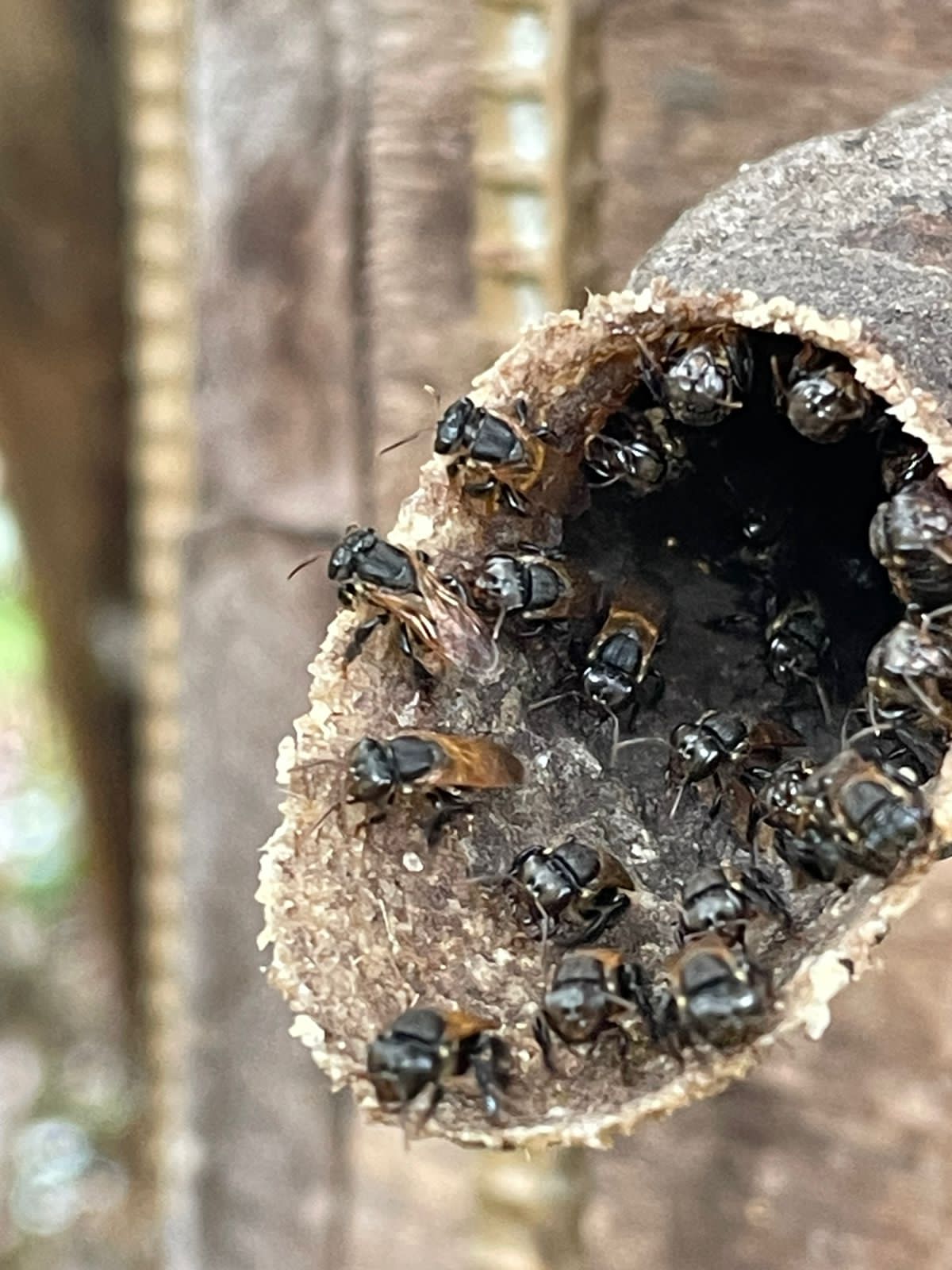 La Reserva de Biosfera Bosque Seco forma parte de la Red Mundial de Reservas de Biosferas de la Unesco