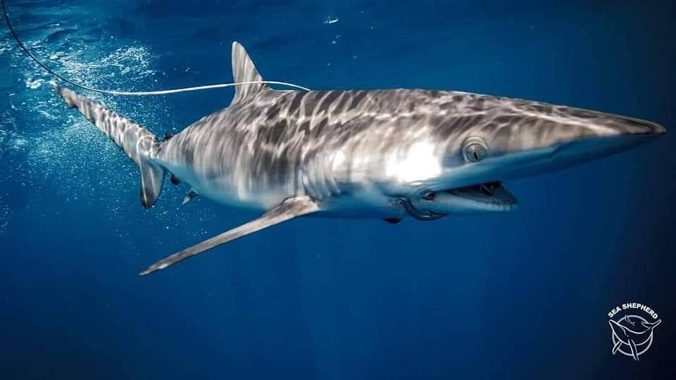 La CITES pide a Ecuador que se establezcan límites claros a la captura incidental de tiburones. Foto: Cortesía
