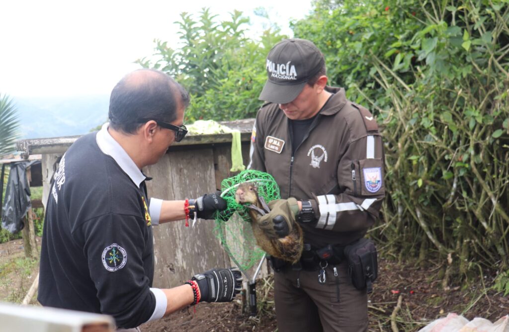 Tráfico de vida silvestre guatusa de la Costa
