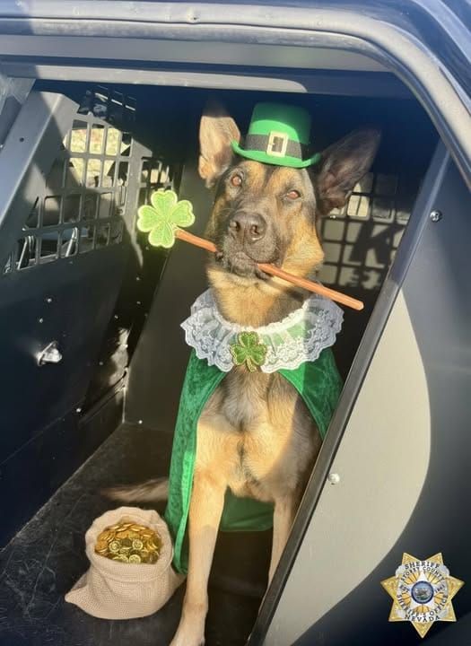 An Unlucky Traffic Stop