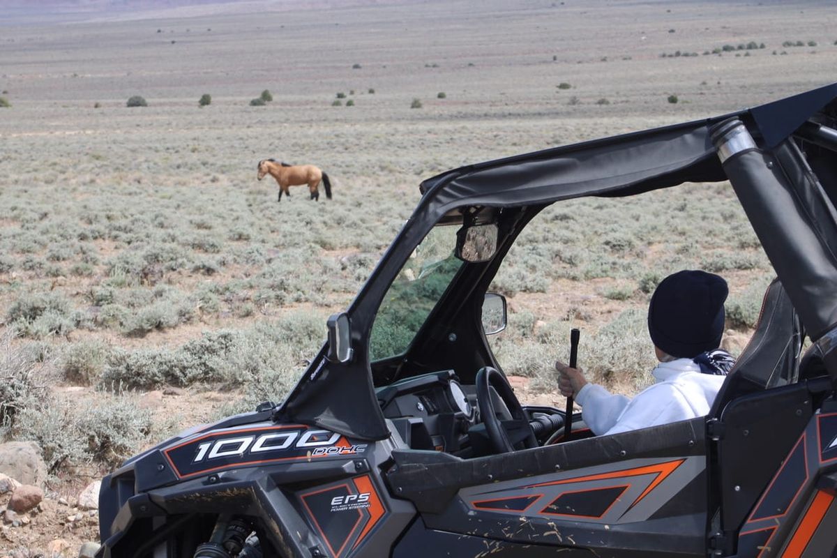 Rough Roads, Gentle Solutions for Wild Horses