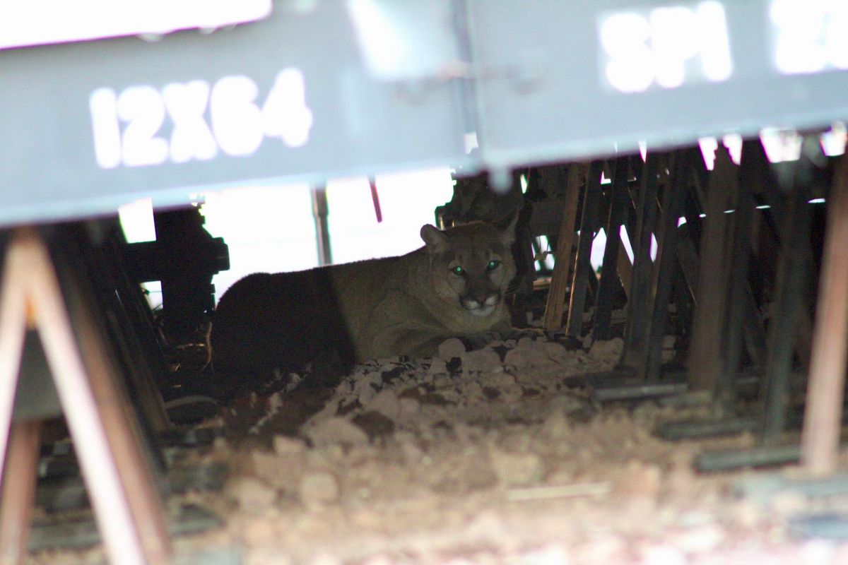 Big Cat Learns New TRIC