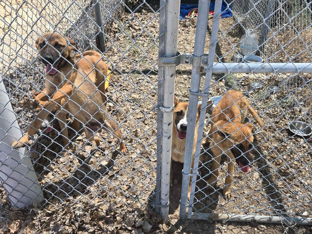 Lyon County Animal Services Update