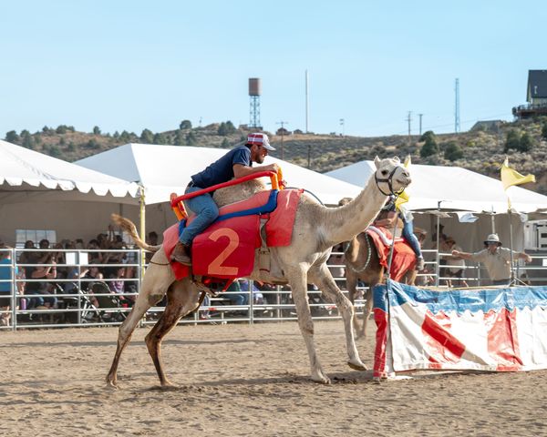 2025 Camel Races A Hit