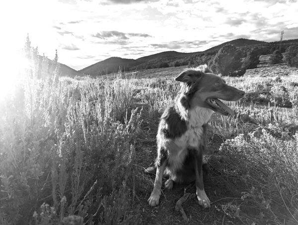 Notes from the Cabin in the Sky, 9-5-2025