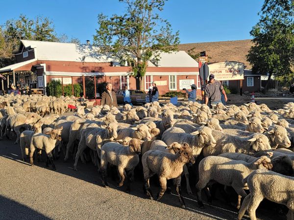 Borda Ranch Sheep Run Brings Dayton Together Again