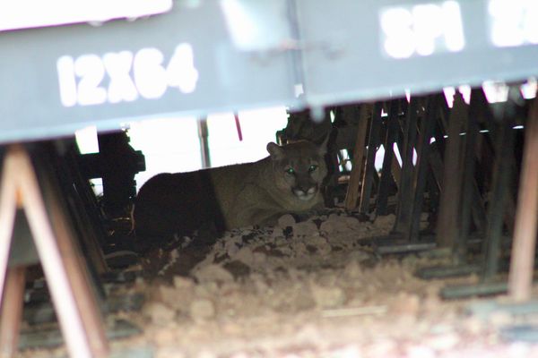 Big Cat Learns New TRIC