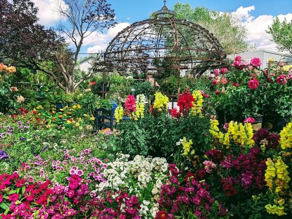 Painting Among the Flowers in Dayton, Nevada