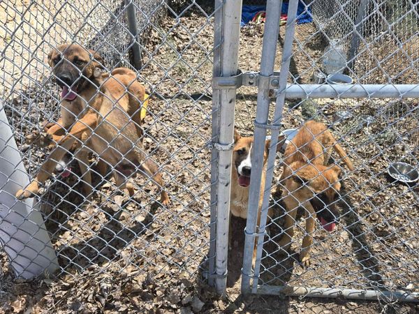 Lyon County Animal Services Update