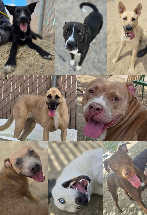 Lyon County Animal Services Receives $25,000 Donation to Help Shelter Animals Find Forever Homes