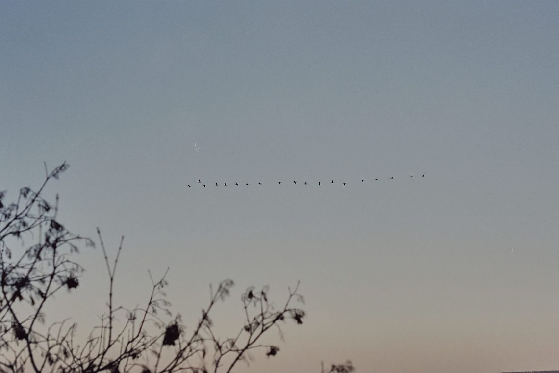 Birds / Analog / Tbilisi / 2021