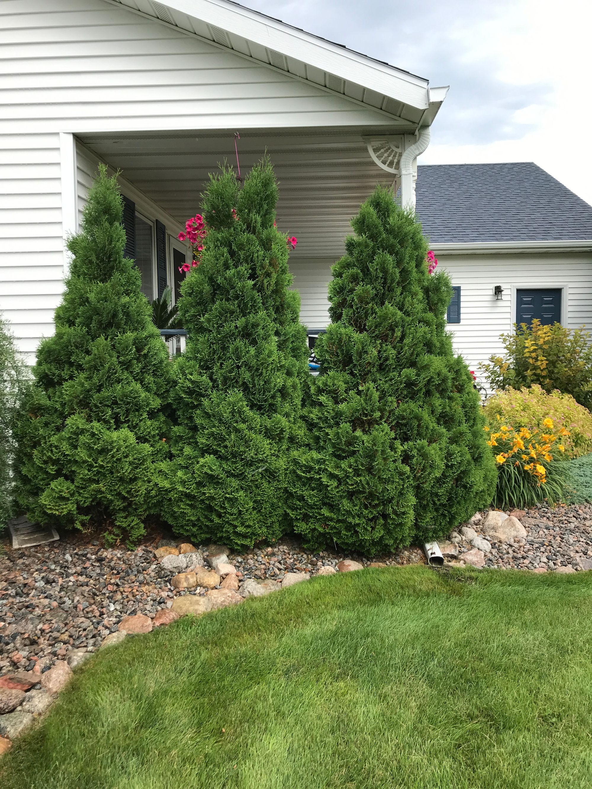 Holmstrup Arvorvitae - Thuja occidentalis 'Holmstrup'