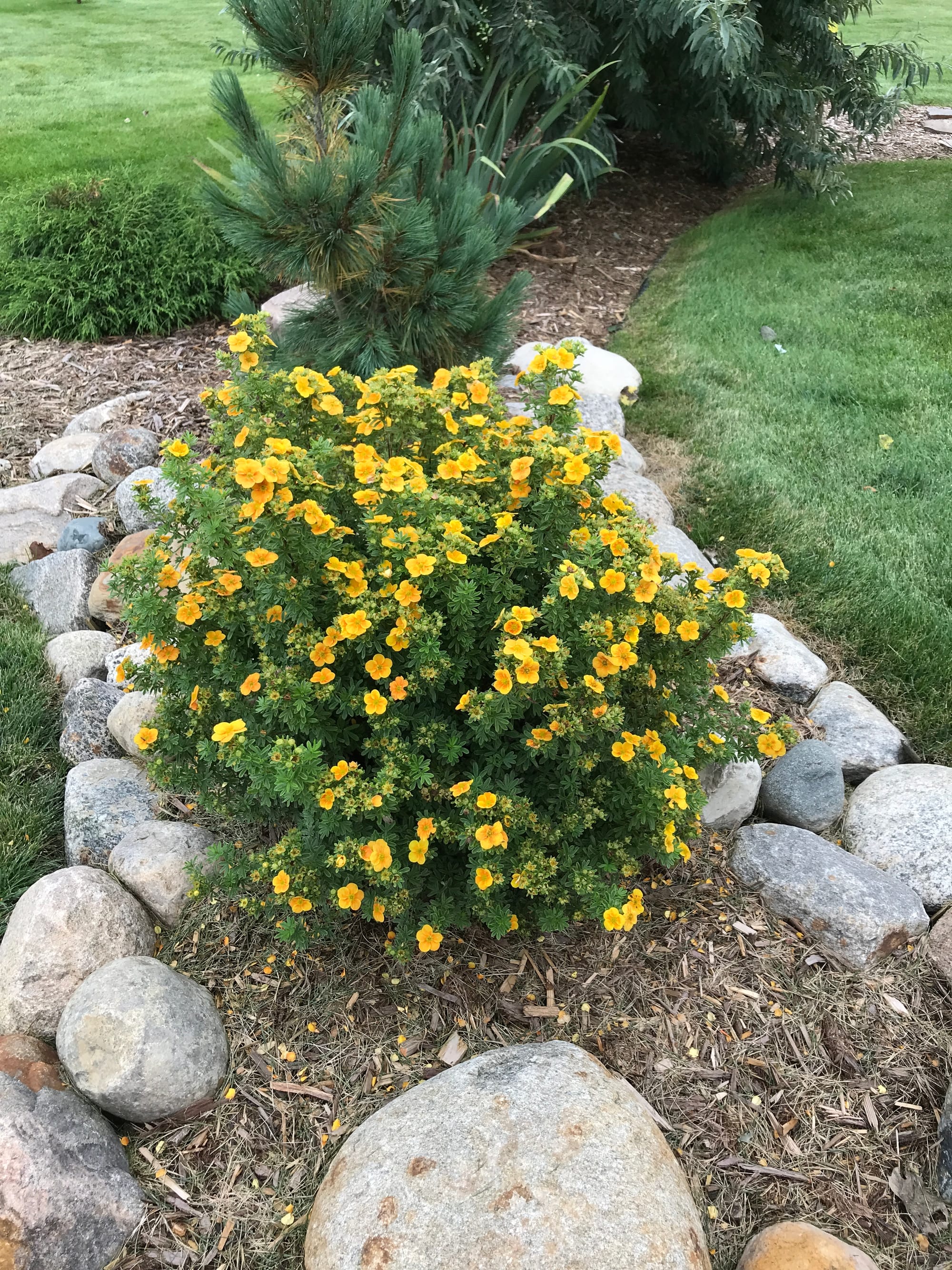 Mango Tango Potentilla