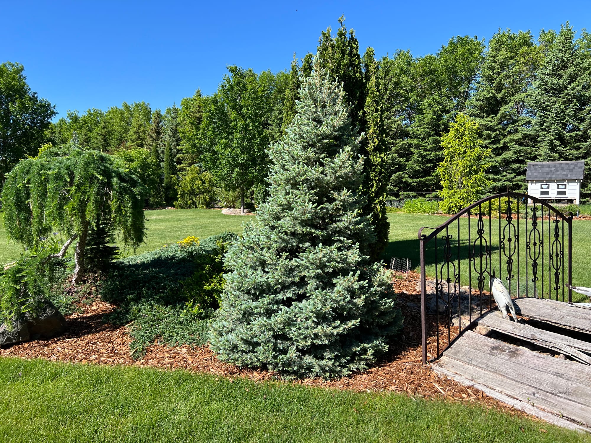 Sester Dwarf Blue Spruce