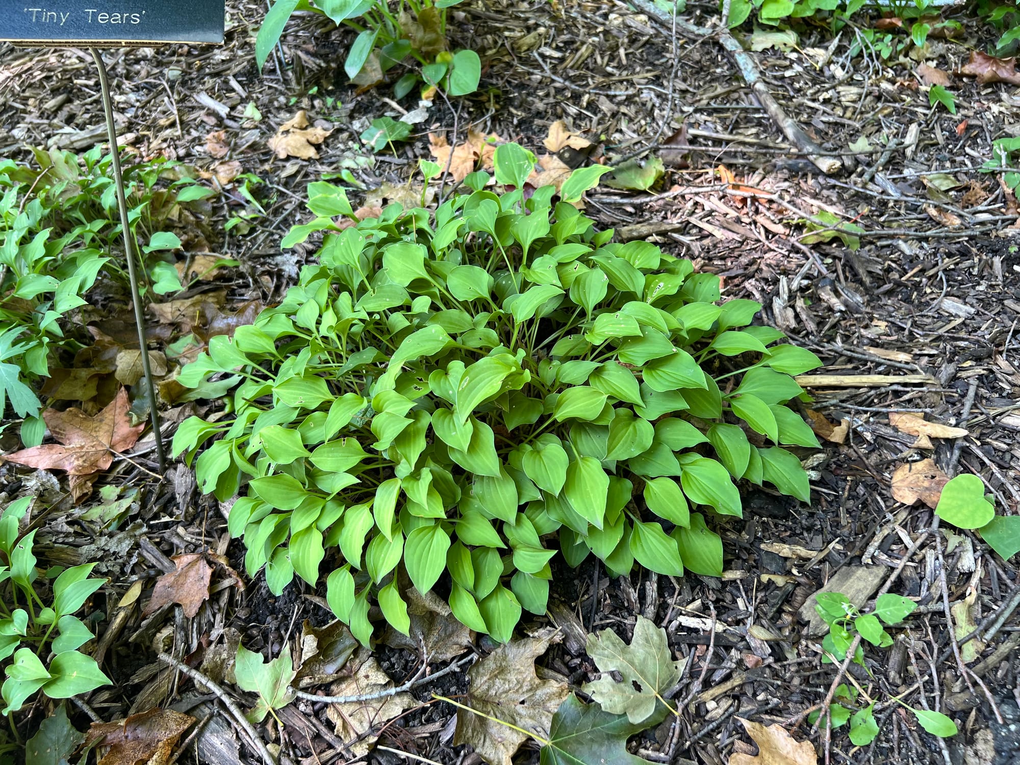 Tiny Tears Hosta
