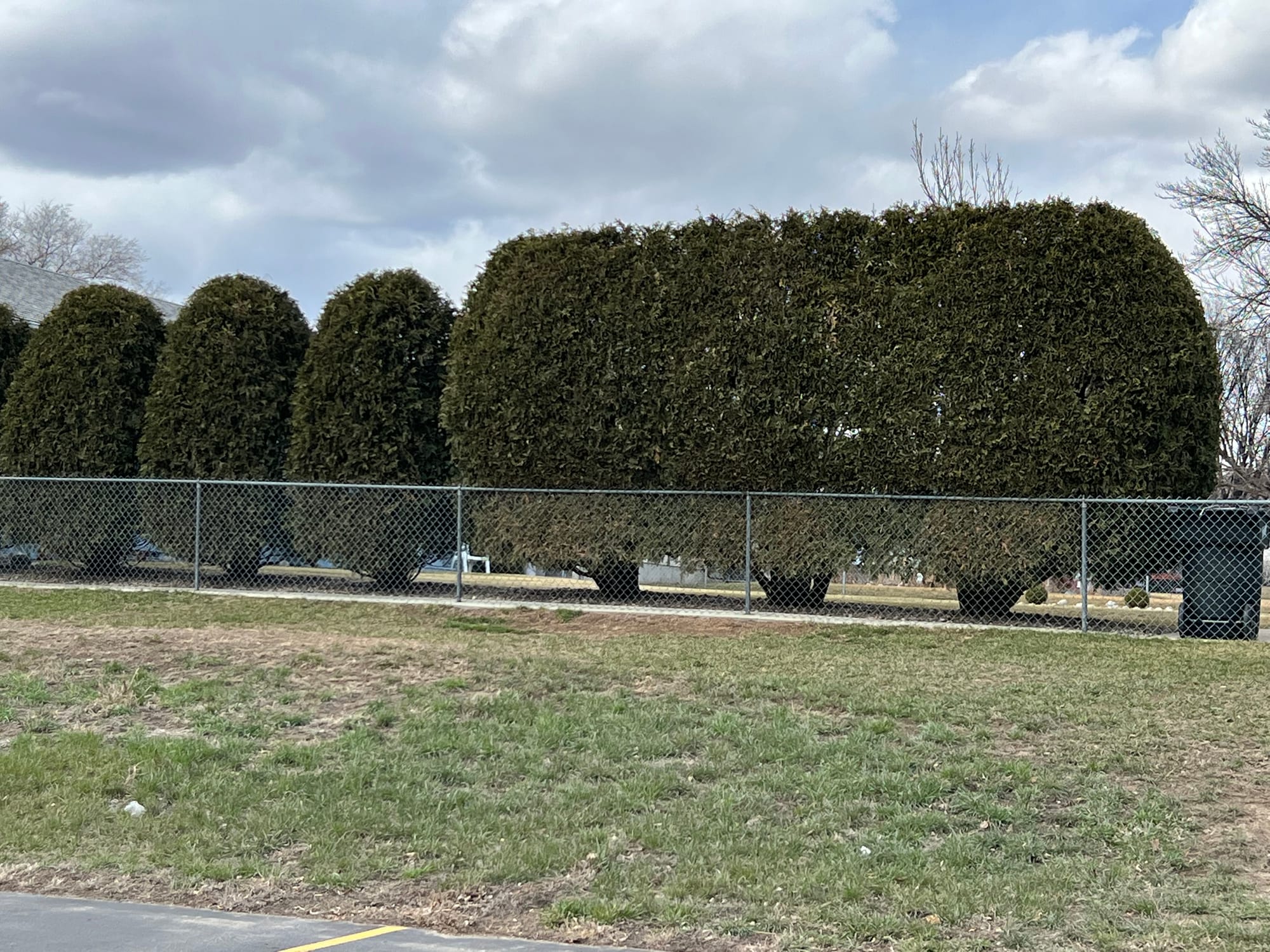 Pruning Of Large Arborvitaes