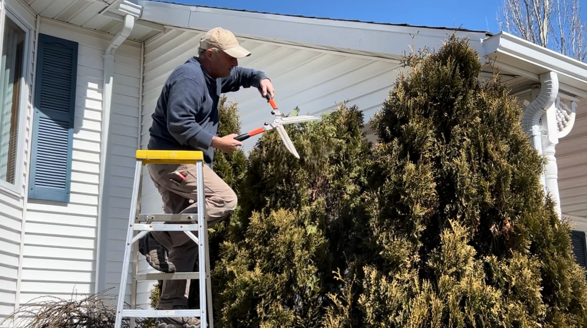 Pruning Holmstrup Arborvitaes Below The Roof Line