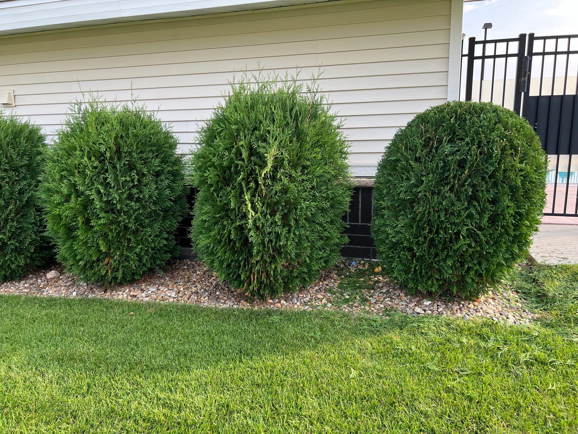 Getting Started On Shearing Small Techny Arborvitaes