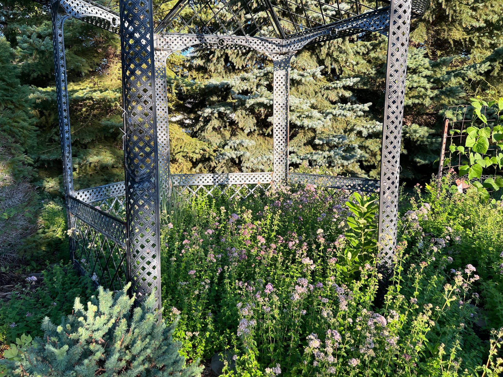 Marjoram