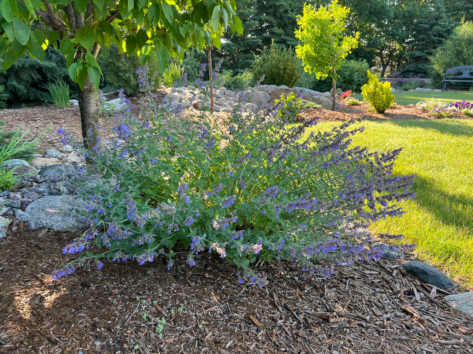 Walker's Low Catmint