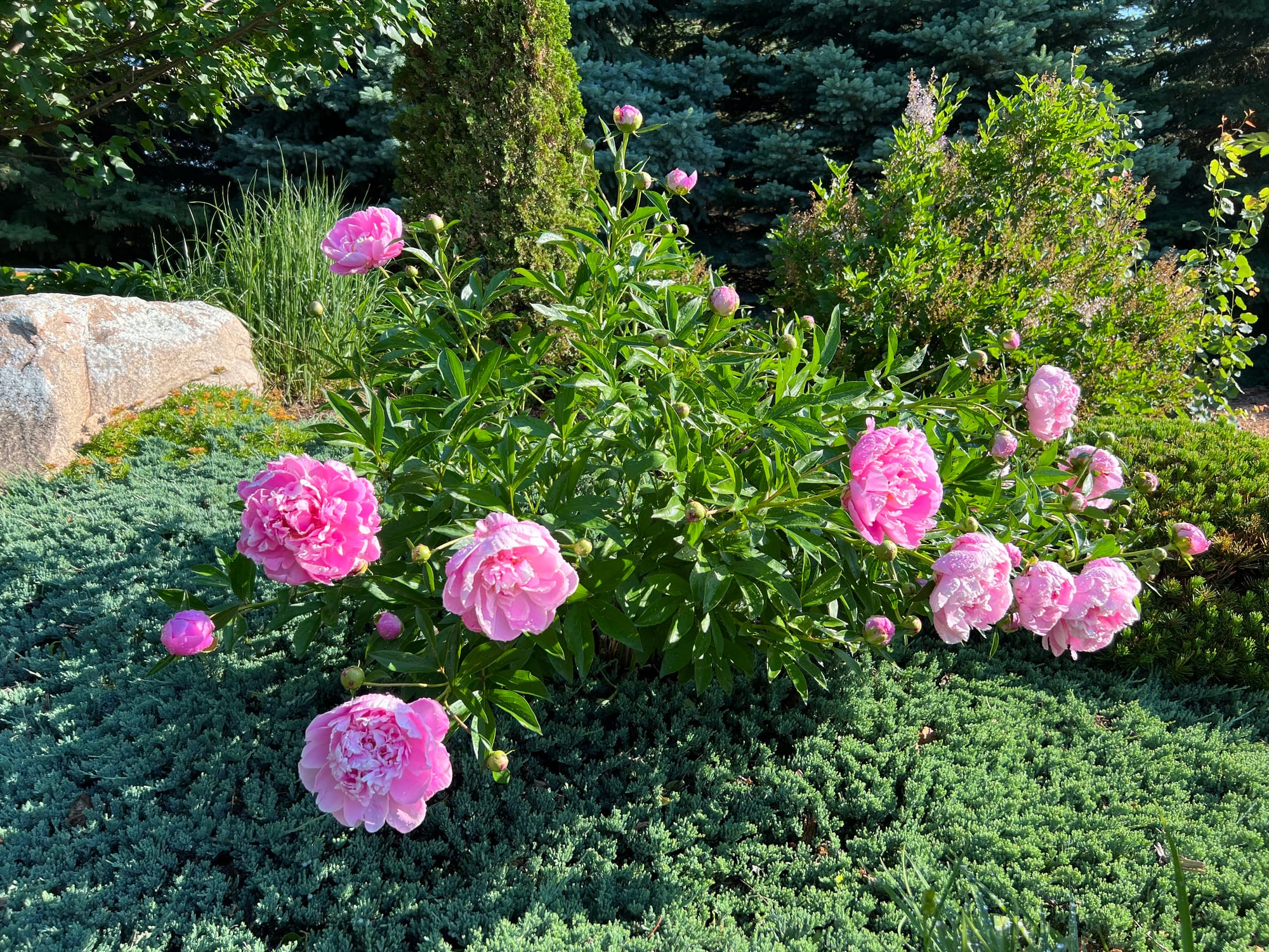 Sarah Bernhardt Peony