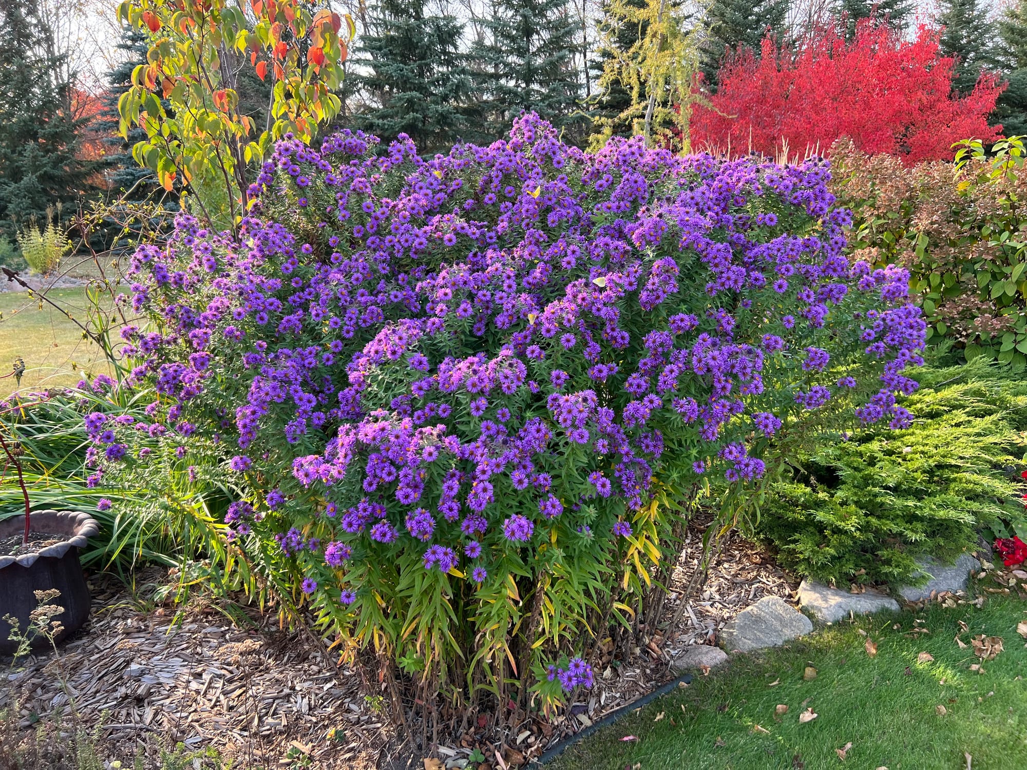 New England Aster