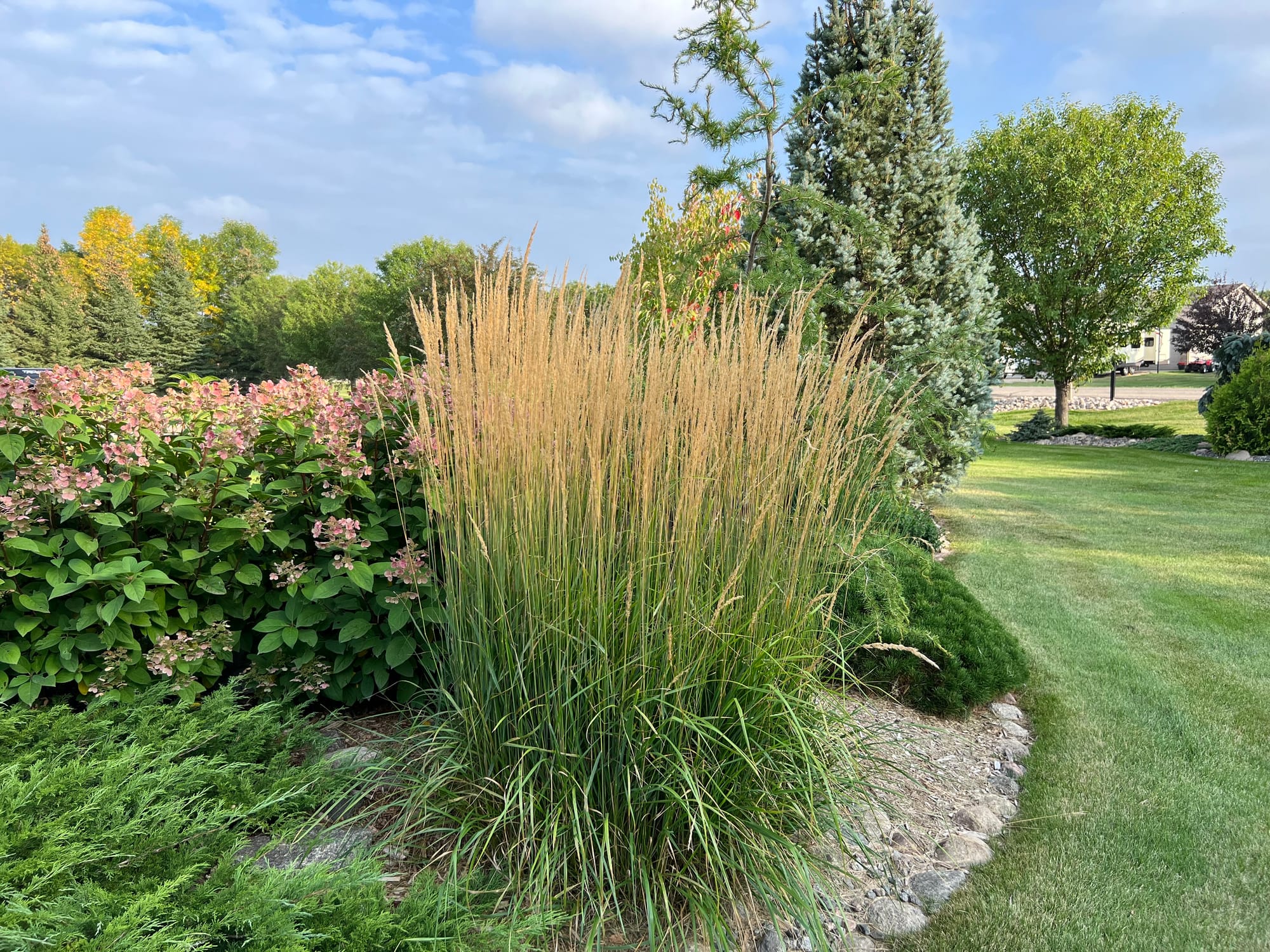 Karl Foerster Feather Reed Grass