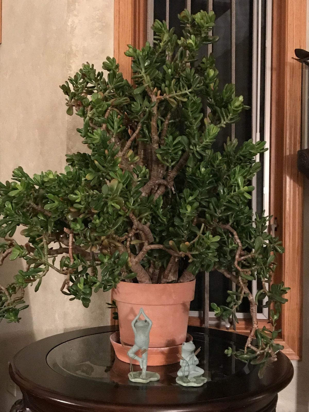 ice plant jade Pink Ice Plant Sandstone Vygie Succulent main image 0
