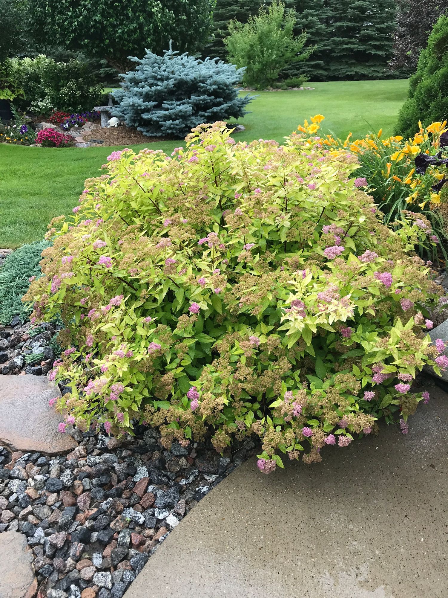Gold Mound Spirea - Spiraea japonica 'Gold Mound'
