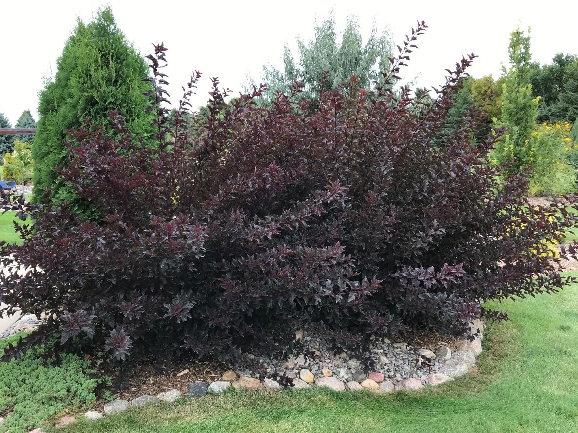 Summer Wine Ninebark - Physocarpus opulifolisus 'Seward'