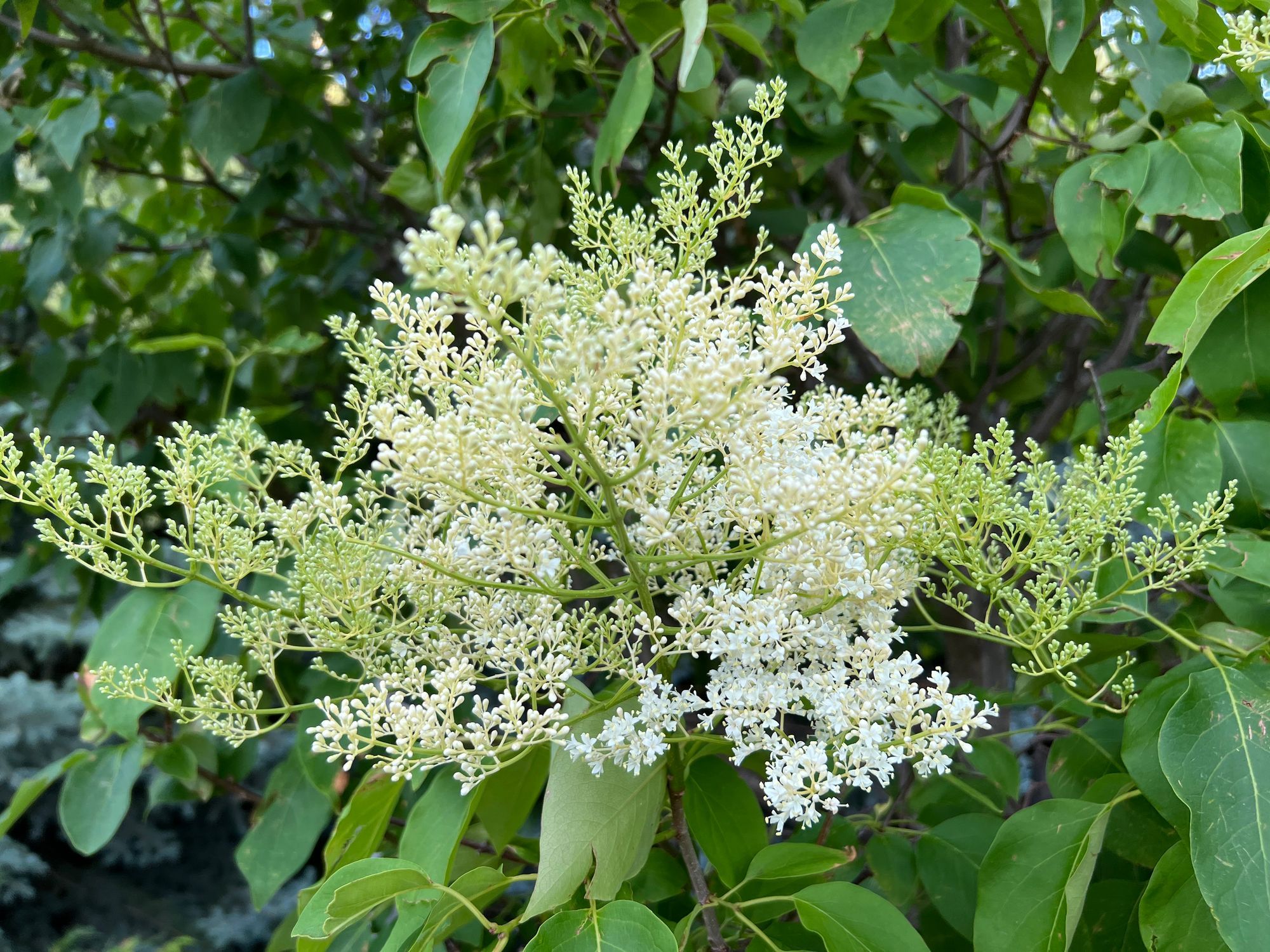 Japanese Tree Lilac Flower