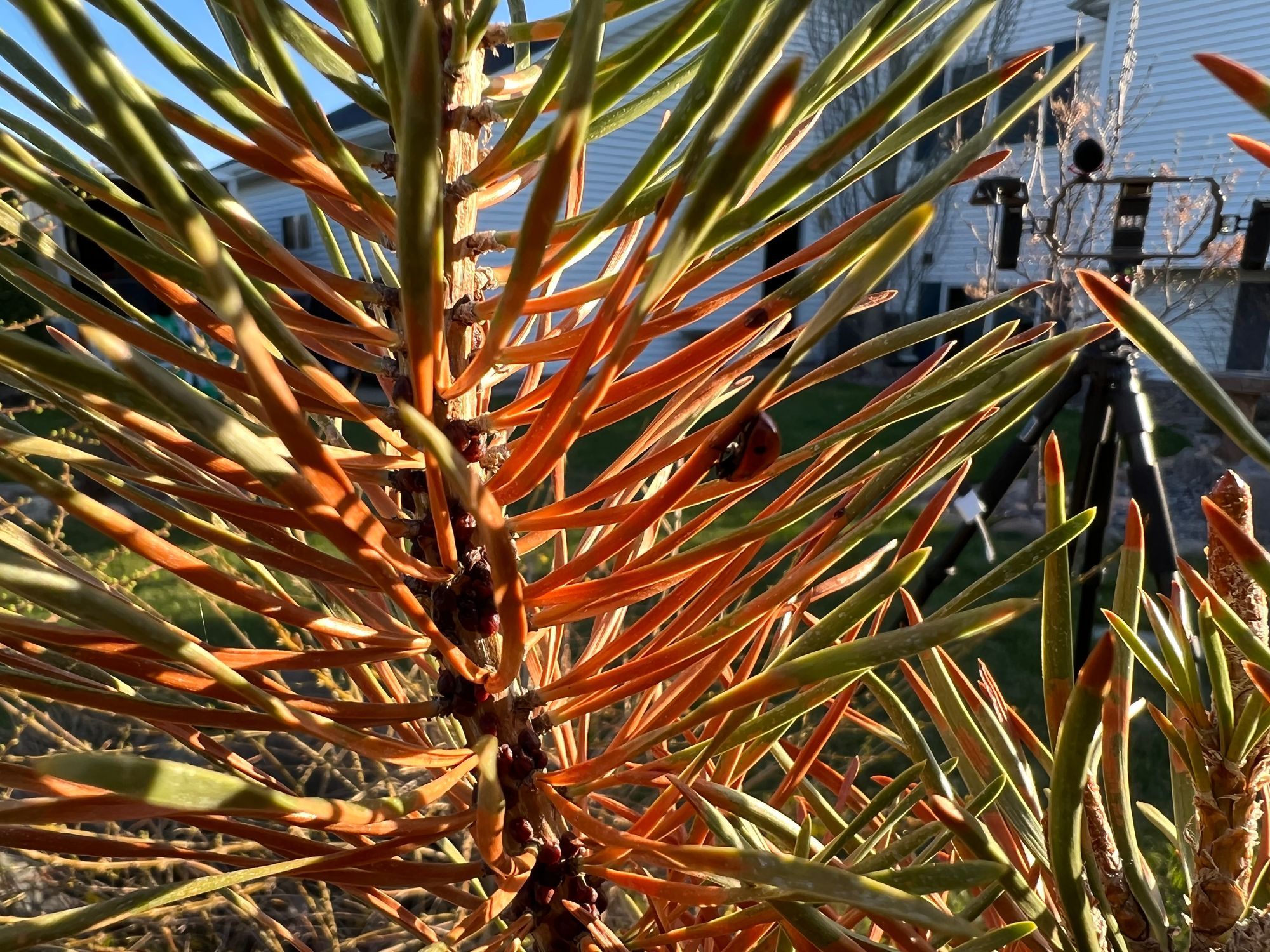 Pine Tortoise Scale On Jack Pine