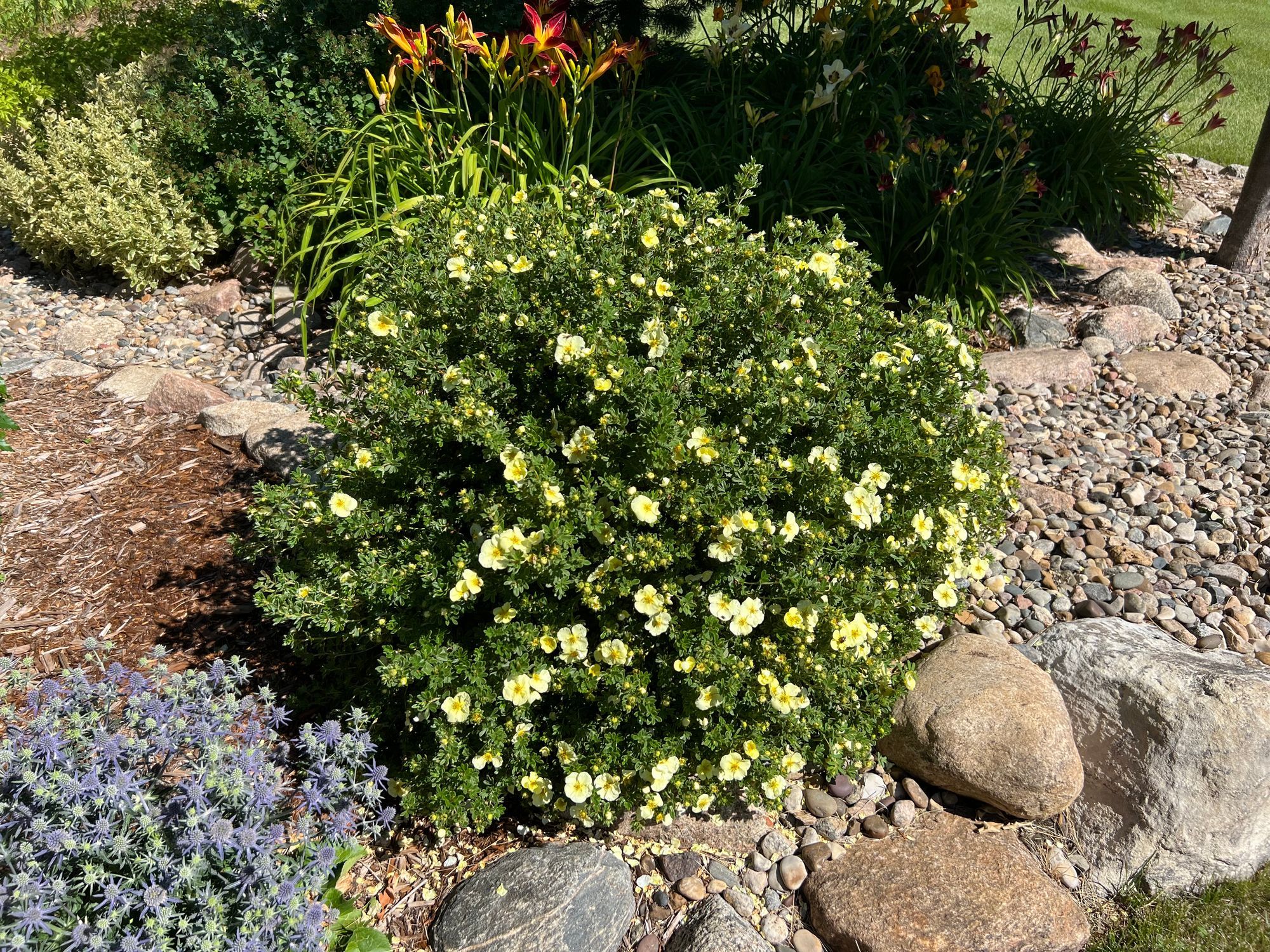 Summer Dawn Potentilla