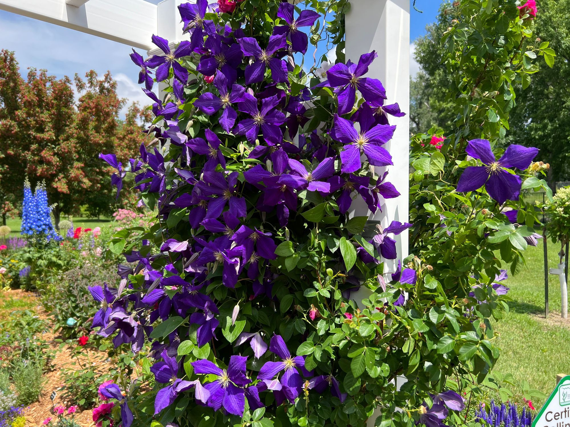 Jackman's Clematis