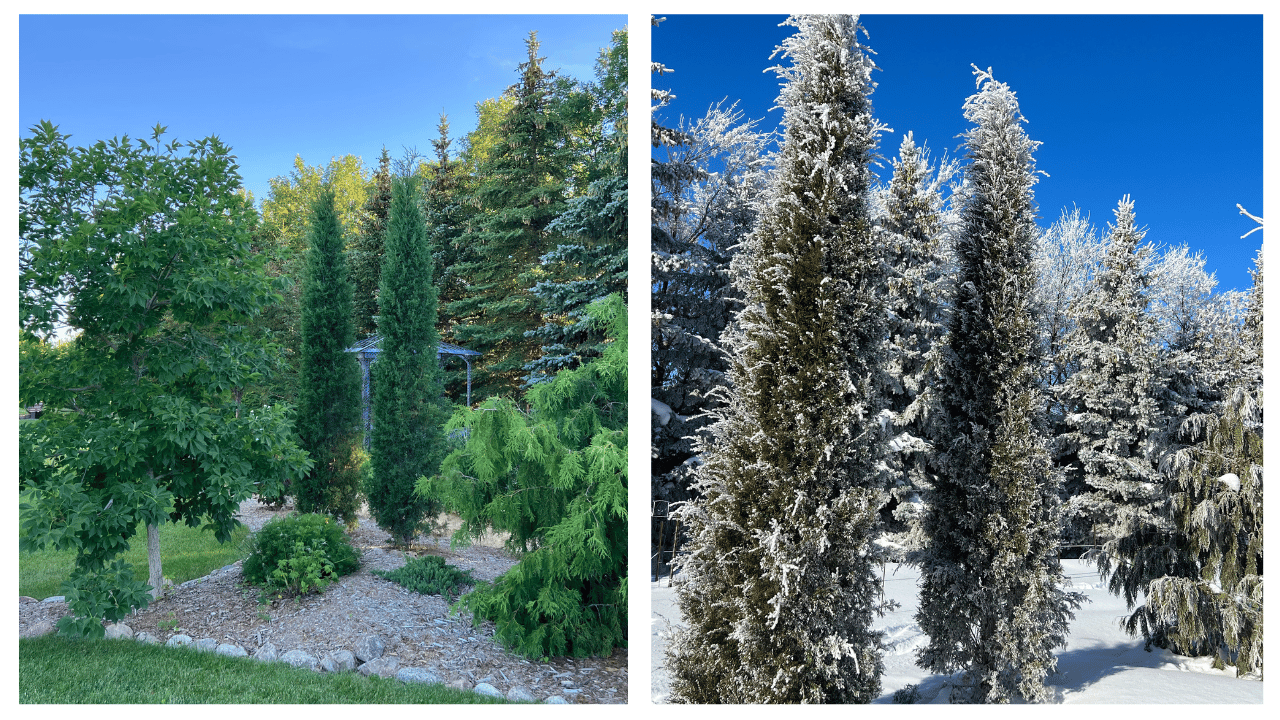 Taylor Juniper, Juniperus virginiana 'Taylor'