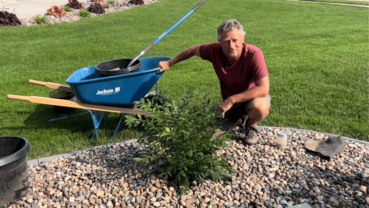 Dwarf Burning Bush, Euonymus alatus ‘Compactus’