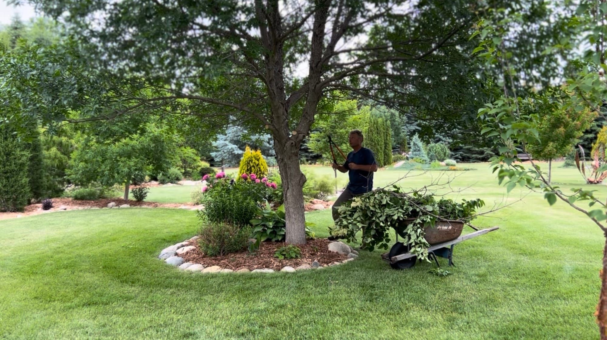 Removing Branches From A Green Ash Tree