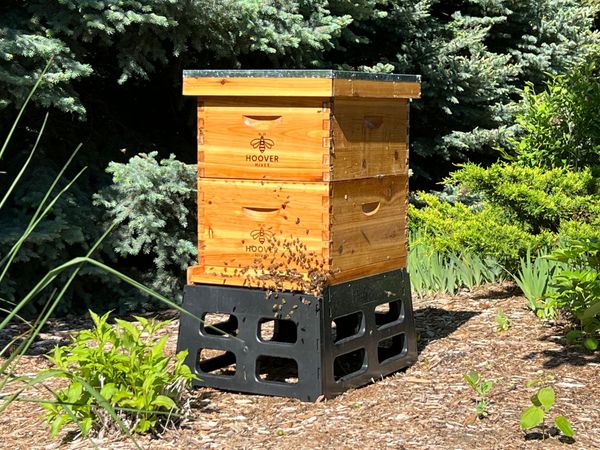 Active Hoover Bee Hive