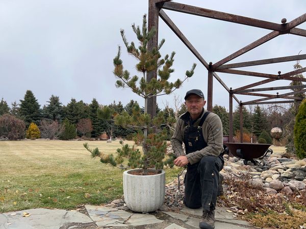 Growing Unique Trees in Containers Adds Awesome Interest To Your Landscape. But How Do I Overwinter?