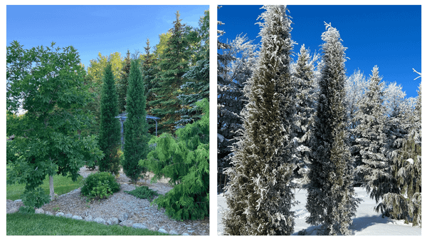 Taylor Juniper, Juniperus virginiana 'Taylor'