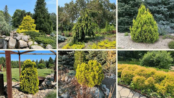 Golden-Yellow Conifers