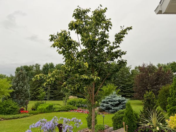 Greenspire Linden, Tilia cordata 'Greenspire'