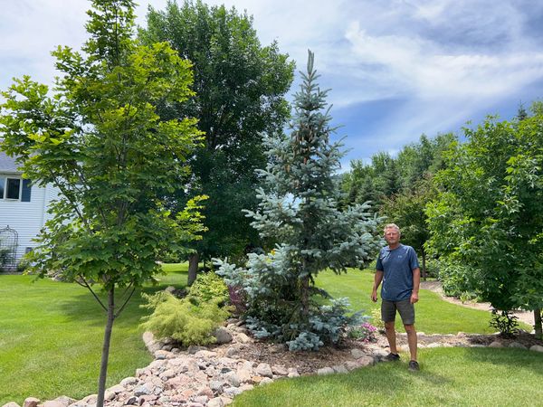 Colorado Spruce | Our Collection